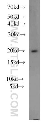ARF3 Antibody in Western Blot (WB)