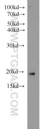 ARF3 Antibody in Western Blot (WB)