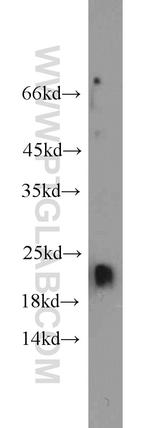 ARF3 Antibody in Western Blot (WB)