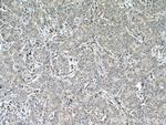 PSAP Antibody in Immunohistochemistry (Paraffin) (IHC (P))