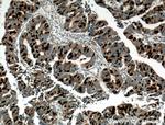 Geminin Antibody in Immunohistochemistry (Paraffin) (IHC (P))