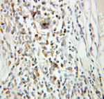 Geminin Antibody in Immunohistochemistry (Paraffin) (IHC (P))