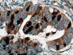 Geminin Antibody in Immunohistochemistry (Paraffin) (IHC (P))