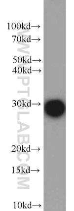 Geminin Antibody in Western Blot (WB)