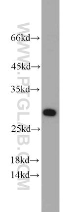 Geminin Antibody in Western Blot (WB)