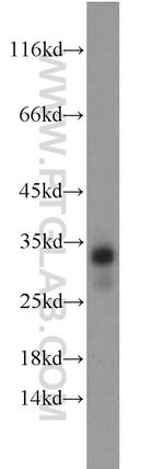 Geminin Antibody in Western Blot (WB)