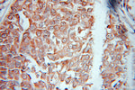 EEF1E1 Antibody in Immunohistochemistry (Paraffin) (IHC (P))