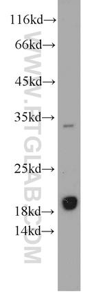 EEF1E1 Antibody in Western Blot (WB)