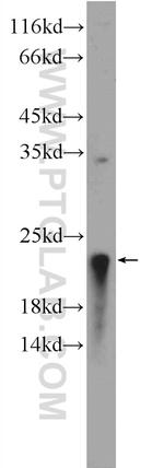 EEF1E1 Antibody in Western Blot (WB)