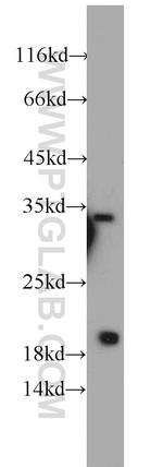 EEF1E1 Antibody in Western Blot (WB)