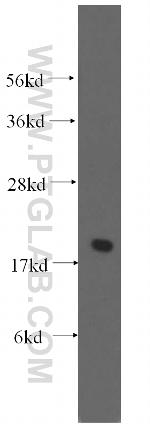 EEF1E1 Antibody in Western Blot (WB)