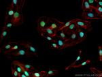 RFC4 Antibody in Immunocytochemistry (ICC/IF)