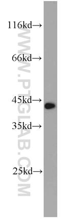 RFC4 Antibody in Western Blot (WB)