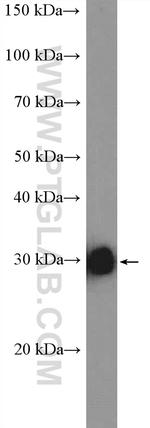 RFC4 Antibody in Western Blot (WB)