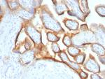 HCG-alpha Antibody in Immunohistochemistry (Paraffin) (IHC (P))