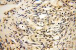 HERP Antibody in Immunohistochemistry (Paraffin) (IHC (P))