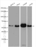 HERP Antibody in Western Blot (WB)