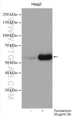 HERP Antibody in Western Blot (WB)