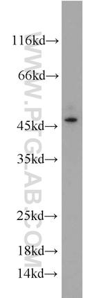 Kallikrein 1 Antibody in Western Blot (WB)