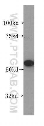 KPNA2 Antibody in Western Blot (WB)