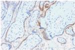 HCG-beta Antibody in Immunohistochemistry (Paraffin) (IHC (P))