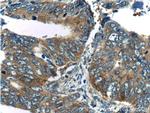 TPT1 Antibody in Immunohistochemistry (Paraffin) (IHC (P))