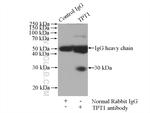 TPT1 Antibody in Immunoprecipitation (IP)