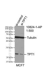 TPT1 Antibody in Western Blot (WB)