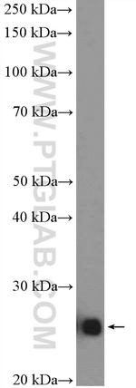 SNAP23 Antibody in Western Blot (WB)