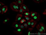 c-MYC Antibody in Immunocytochemistry (ICC/IF)