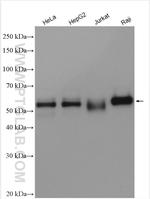 c-MYC Antibody in Western Blot (WB)