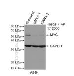 c-MYC Antibody in Western Blot (WB)