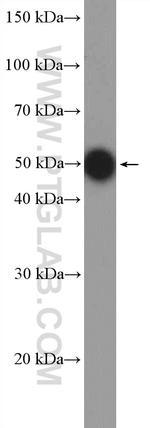 c-MYC Antibody in Western Blot (WB)