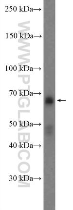 c-MYC Antibody in Western Blot (WB)
