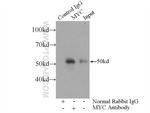 c-MYC Antibody in Immunoprecipitation (IP)