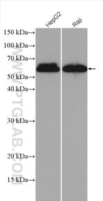 c-MYC Antibody in Western Blot (WB)