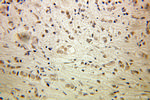 HMGB1 Antibody in Immunohistochemistry (Paraffin) (IHC (P))