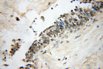 HMGB1 Antibody in Immunohistochemistry (Paraffin) (IHC (P))