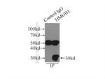 HMGB1 Antibody in Immunoprecipitation (IP)