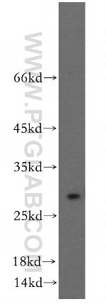 HMGB1 Antibody in Western Blot (WB)