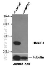 HMGB1 Antibody in Western Blot (WB)