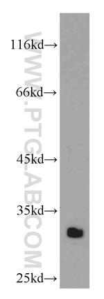 HMGB1 Antibody in Western Blot (WB)