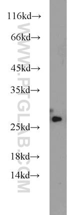 HMGB1 Antibody in Western Blot (WB)