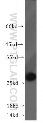 HMGB1 Antibody in Western Blot (WB)