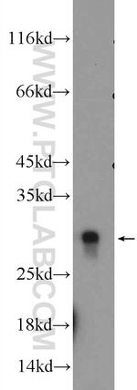 HMGB1 Antibody in Western Blot (WB)