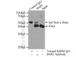 BMI1 Antibody in Immunoprecipitation (IP)