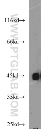 BMI1 Antibody in Western Blot (WB)