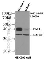 BMI1 Antibody in Western Blot (WB)