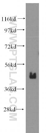 BMI1 Antibody in Western Blot (WB)