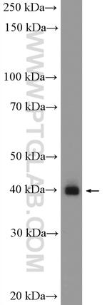 BMI1 Antibody in Western Blot (WB)